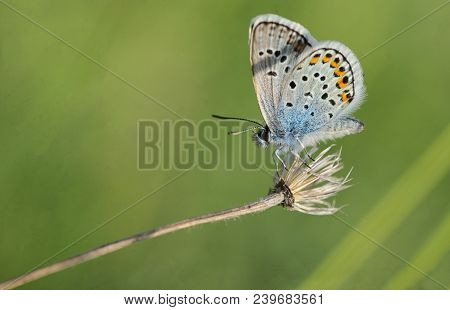 Polyommatus Bellargus, Adonis Blue Butterfly On Field