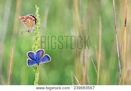 Polyommatus Bellargus, Adonis Blue Butterfly On Field
