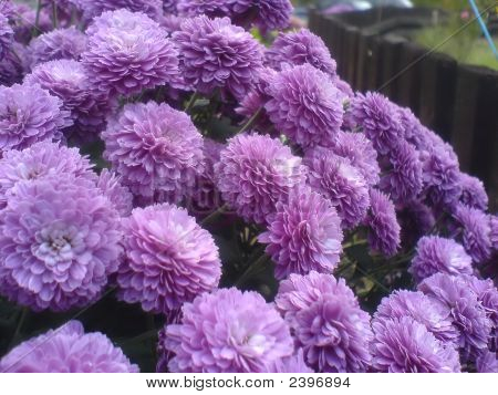 Fleur