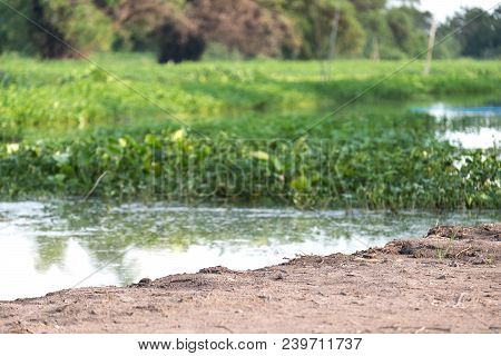 Closeup Image Of The Canal With Morning Glory And Weed