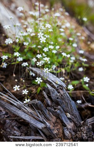 White Blooming Heliosperma Pusillum Flower And Rotten Roots In Austrian Alps