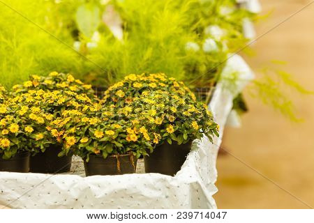 Gardening, Nature Concept. Closeup Of Beautiful Little Yellow Flowers, Sanvitalia In Pots Outside