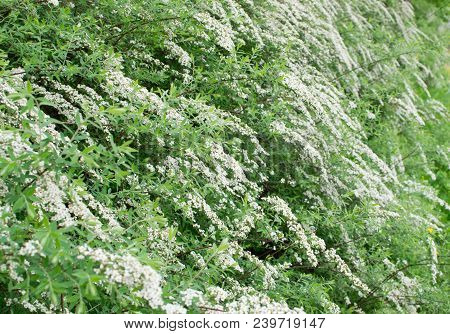 Spiraea Thunbergii Flowers