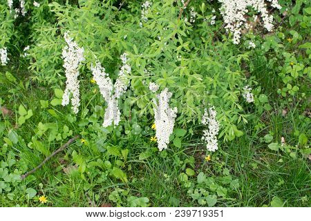 Spiraea Thunbergii Flowers