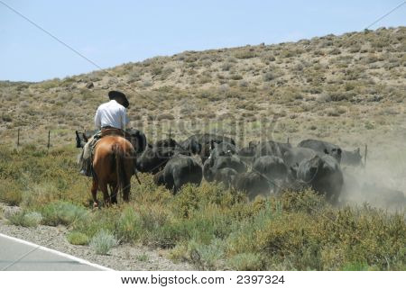 A munka a tehénpásztor nevadai sivatagban cowboy