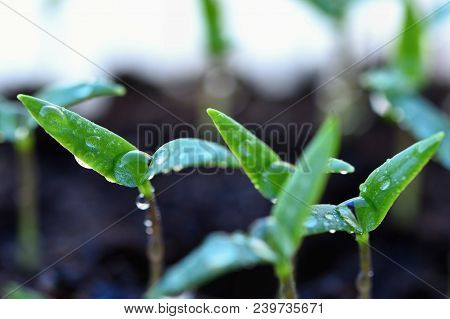 Green Sprout Growing From Ground. Dewy Young Leaves Sprouting Plants. Spring Background - Garden.