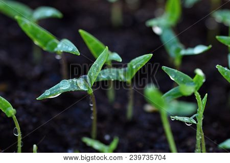 Green Sprout Growing From Ground. Dewy Young Leaves Sprouting Plants. Spring Background - Garden.