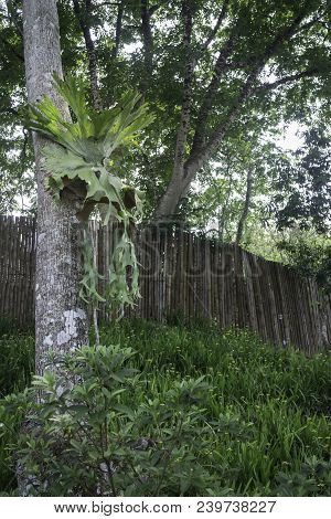 Holttum’s Staghorn Fern On The Tree In The Garden