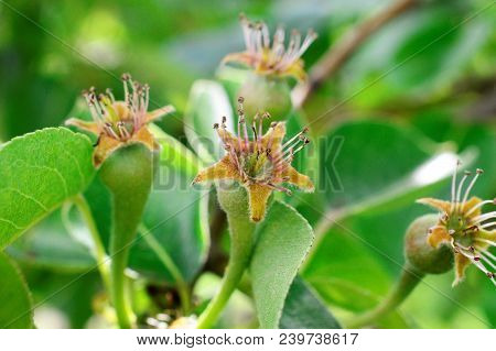 Growing Pears In An Orchard,