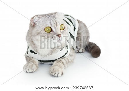 The Cat In Top On White Background