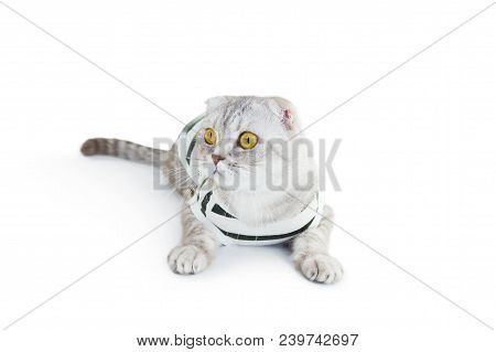 The Cat In Top On White Background