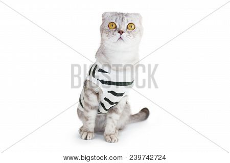 The Cat In Top On White Background