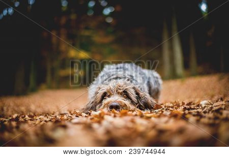 Hound Lying On The Ground In The Forest In The Autumnal Faded Leaves. Bohemian Wire Haired Pointing 