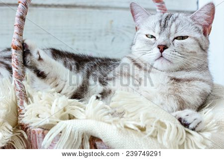 Grey Brittish Cat Laying In Basket Over White Wooden Background