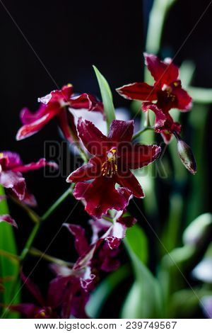 Deep Red Color Orchid Miltonia On A Black Background