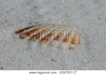 Close-up Of An Atlantic Giant Cockle Shell, Dinocardium Robustum, Found Buried In Sand Near Naples, 