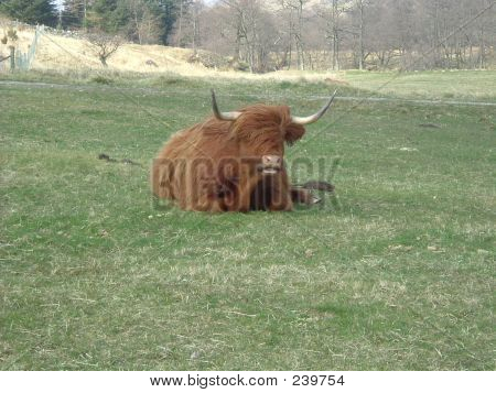 Krowa średniogórza