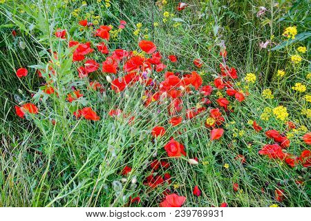 Poppy Flowers In The Clearing. Blooming Red Wild Poppy. Red Poppy Flowers.