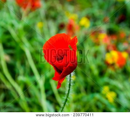 Poppy Flowers In The Clearing. Blooming Red Wild Poppy. Red Poppy Flowers.