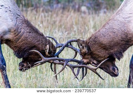 Elk Sparing During The Mating Season, ?banff National Park, Alberta, Canada