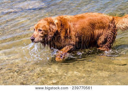 Pure Bred Golden Retreiver Swimming In Various Ponds And Lakes