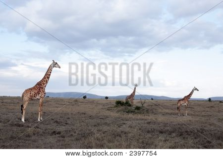 Masai eller Kilimanjaro giraf