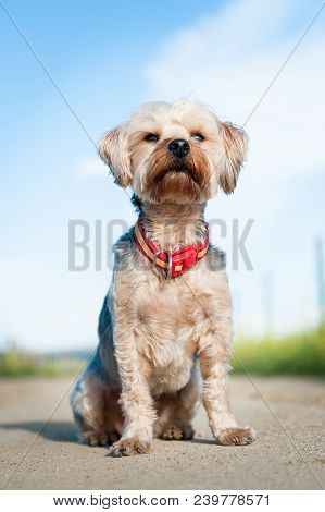 Yorkshire Terrier In The Field With Poppies And Yellow Rapeseed In The Foreground