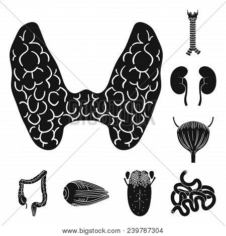 Human Organs Black Icons In Set Collection For Design. Anatomy And Internal Organs Vector Symbol Sto