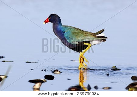 A Purple Gallinule, Porphyrio Martinicus Walks In Shallow Water In Florida