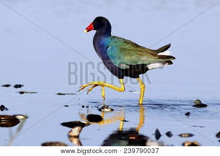 A Purple Gallinule, Porphyrio Martinicus Walks In Shallow Water In Florida