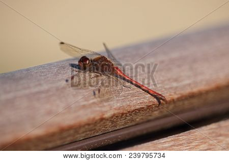 An Amazing Red Dragonfly Resting On The Warm Wooden Bench.