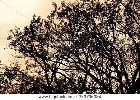 The Abstract Beauty Of The Tree Tops With The Natural Evening Backdrop.