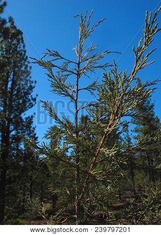 Cedar Tree Sapling Surrounded By Ponderosa Pine Trees
