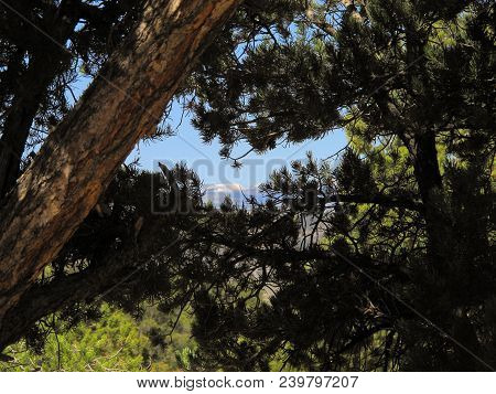 Ponderosa Pine Tree Branches With Snow Topped Mountain Range In Background