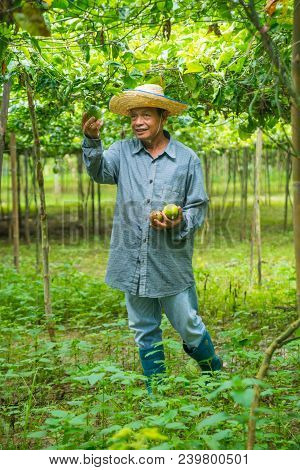 Uttaradit, Thailand - August 7, 2017: Farmer Wearing Hat Picking Up Passion Fruit From Its Branch In