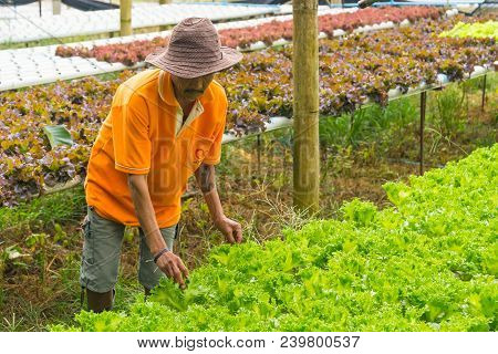 Uttaradit, Thailand - August 7, 2017: Farmer Wearing Hat Harvesting Vegetable In Farm In Uttaradit, 