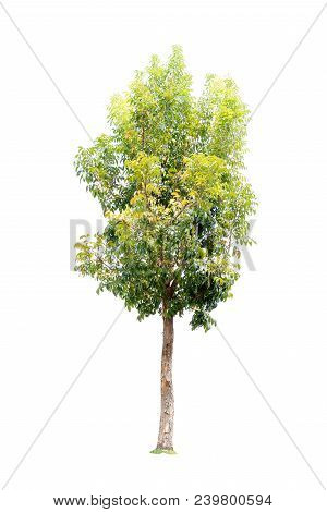 Closeup  Bullet Wood (mimusops Elengi Linn) Tree Isolated On White Background