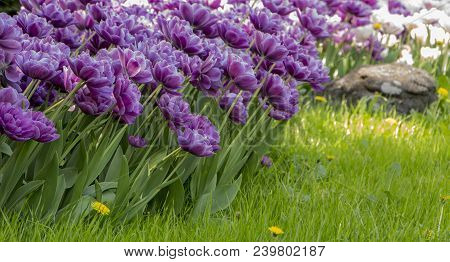 Purple Tulips In The Garden. Flowers Background. Sunny Day.