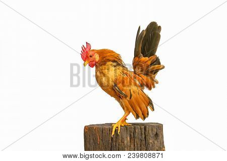 The Serama Or The Malaysian Serama Are Poses On The Timber On A White Background.