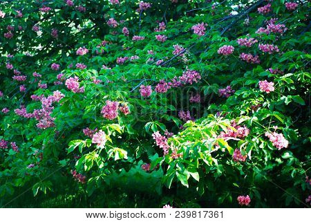 Blooming Chestnut Tree. Pink Blossomed Flowers Of A Chestnut Tree.
