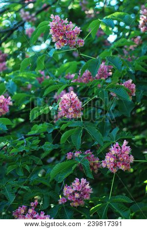 Blooming Chestnut Tree. Pink Blossomed Flowers Of A Chestnut Tree.