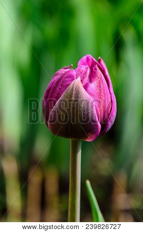 Bud Of Tulip Green Leaves Close Up