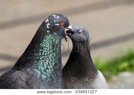 A Male And Female Pigeon Billing And Regurgitating Food To Each Other As Part Of Their Courtship