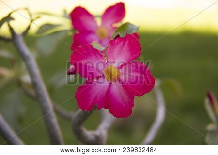 Mandevilla Sanderi Flower Isolated And Buds In Or Yehuda Israel