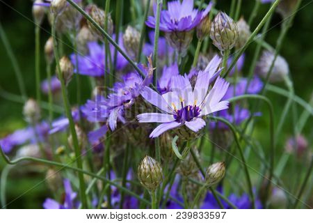 Blue flowers of Cupid's-dart (Catananche). Family Compositae.