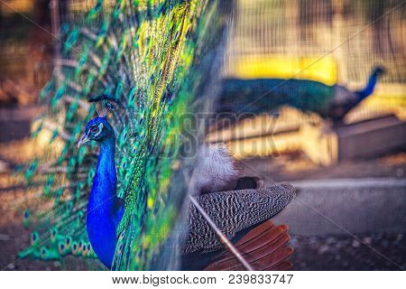 A Male Peacock With A Full-blown Tail Side View