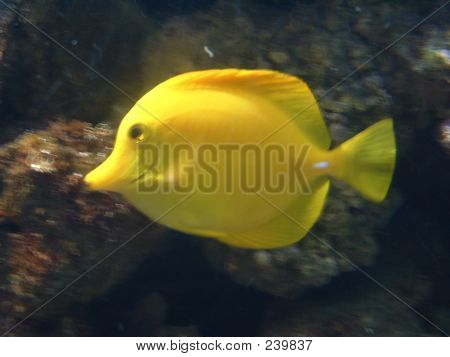 A Very Yellow Fish