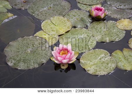 水中百合