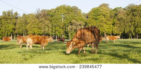 Limousin Bull And Cows Graze In Green Grassy Meadow Near Spring Forest In The Netherlands Near Utrec