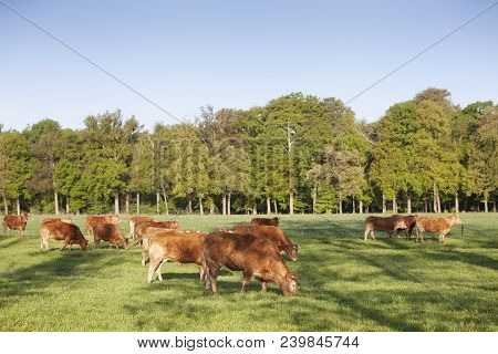 Limousin Bull And Cows Graze In Green Grassy Meadow Near Spring Forest In The Netherlands Near Utrec